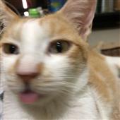 Lu