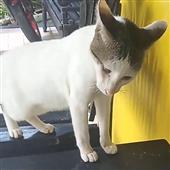 Mơ