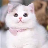 Vu