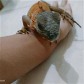 Kế