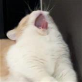 Đo
