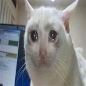 Cá
