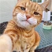 Kè