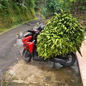 Vậ