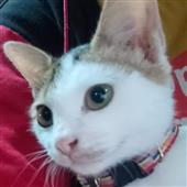 Li