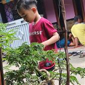 Dự