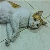Ma