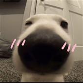 Dr