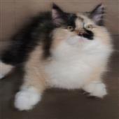 Cr