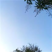Al