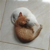 Độ