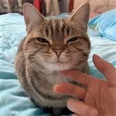 Lị