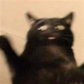 Cá