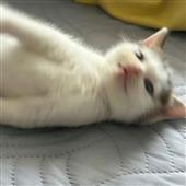 át
