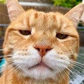 Bo