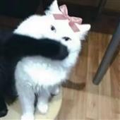 Tả