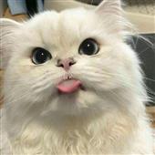 Bi