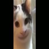 Sò