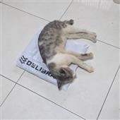 Gậ