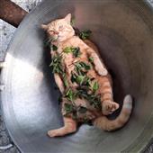 Lị