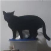 Vu