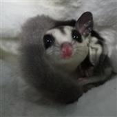 BÚ