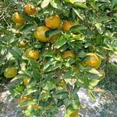 RỒ
