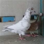Độ
