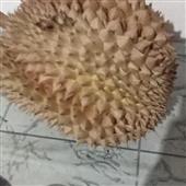 Sa