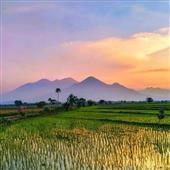 Cổ