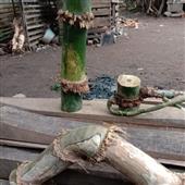 Lị