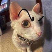 Wo