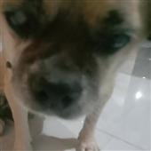 mộ