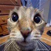 Ch