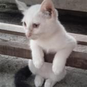 Hạ