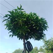 Bà
