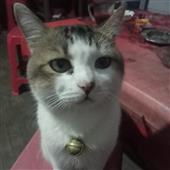 Gấ
