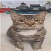 Fa