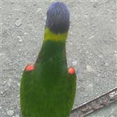 Tr