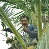 Bố
