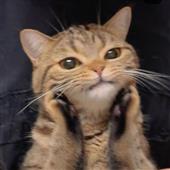 TR