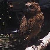 Ng