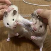 Di