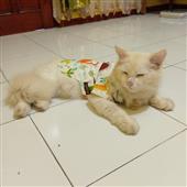 Lễ