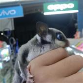 CU