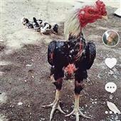 NÔ