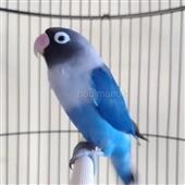 Lị