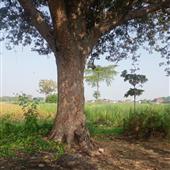 Kế