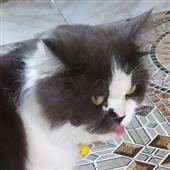 Ch