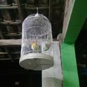 Độ